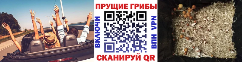 Галлюциногенные грибы Psilocybe Тарко-Сале
